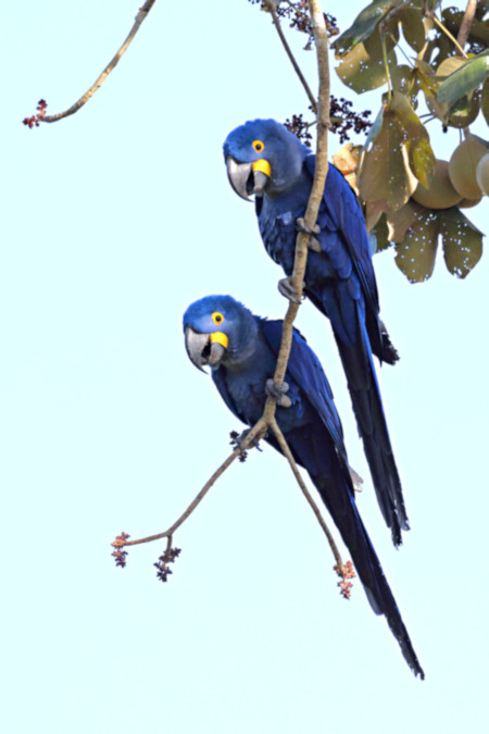 Hyacinth Macaw_Anodorhynchus hyacinthinus_6323