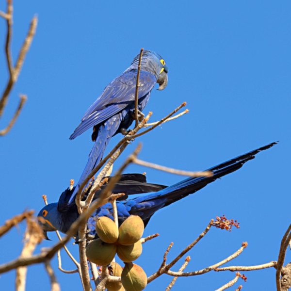 Hyacinth Macaw_Anodorhynchus hyacinthinus_6350