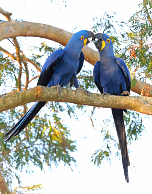 Hyacinth Macaw_Anodorhynchus hyacinthinus_6503