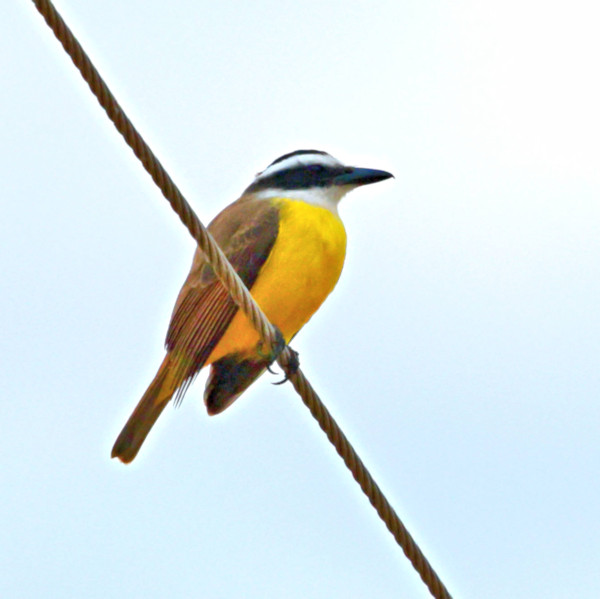 Lesser Kiskadee_Philohydor lictor_4287