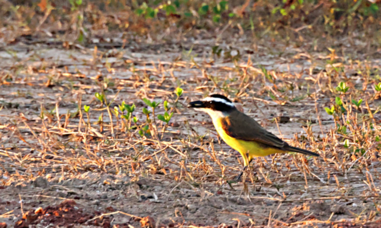 Lesser Kiskadee_Pitangus lictor_4721