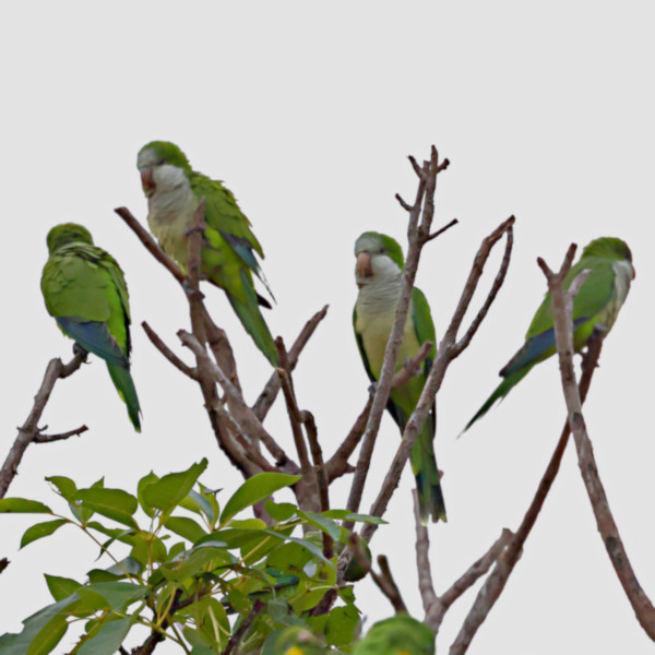 Monk Parakeet_Myiopsitta monachus_mainly_4296