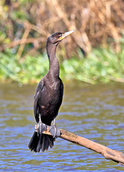 Neotropic Cormorant_Phalacrocorax olivaceus_4820