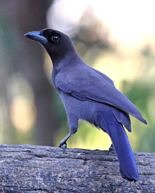 Purplish Jay_Cyanocorax cyanomelas_6441