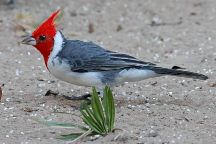 Red-crested Cardinal_Paroaria coronata_6419