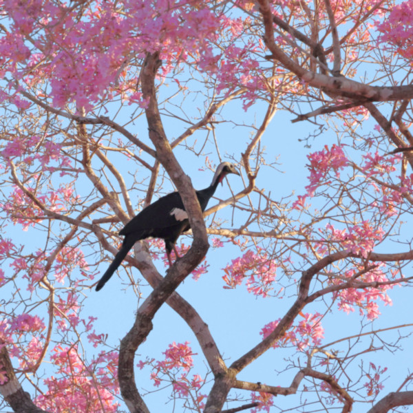 Red-throated Piping Guan_Pipile cujubi_4211