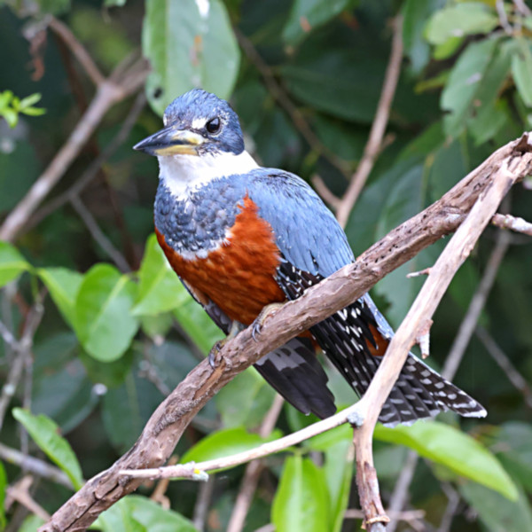 Ringed Kingfisher_Ceryle torquata_4372