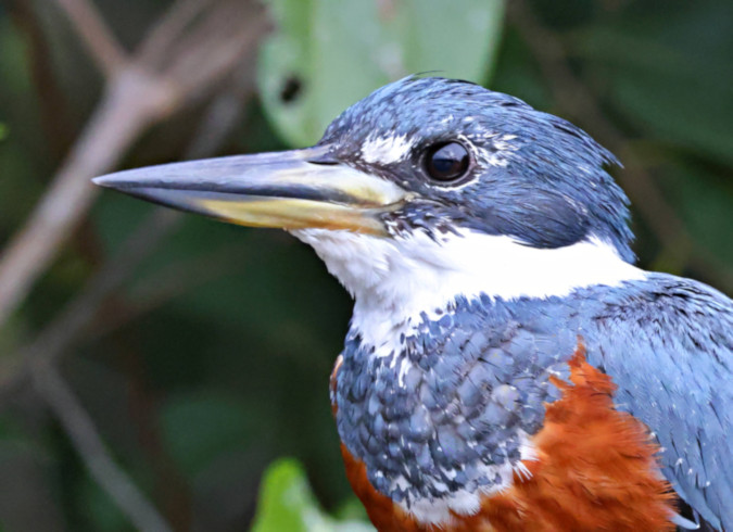 Ringed Kingfisher_Ceryle torquata_4373