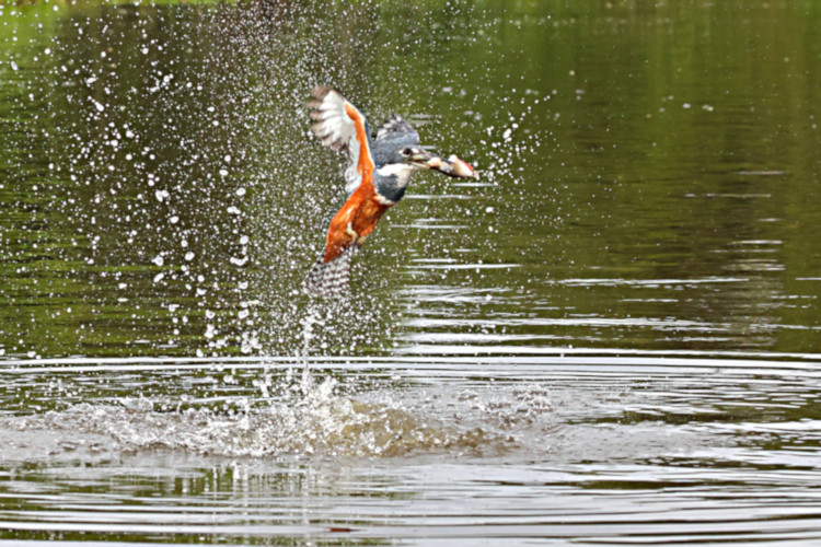 Ringed Kingfisher_Ceryle torquata_4457