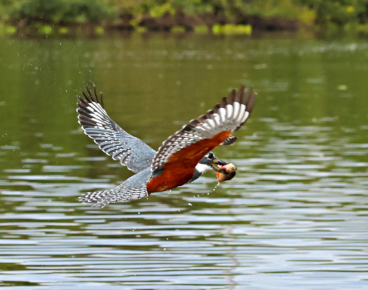 Ringed Kingfisher_Ceryle torquata_4459