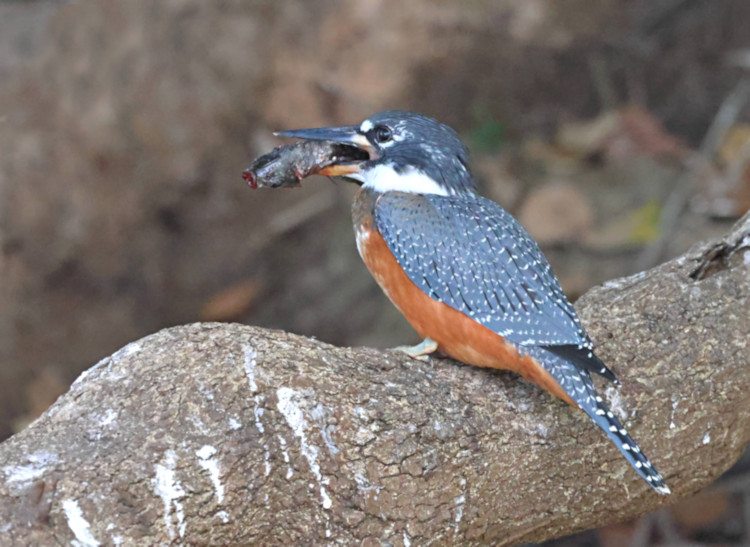 Ringed Kingfisher_Ceryle torquata_5377