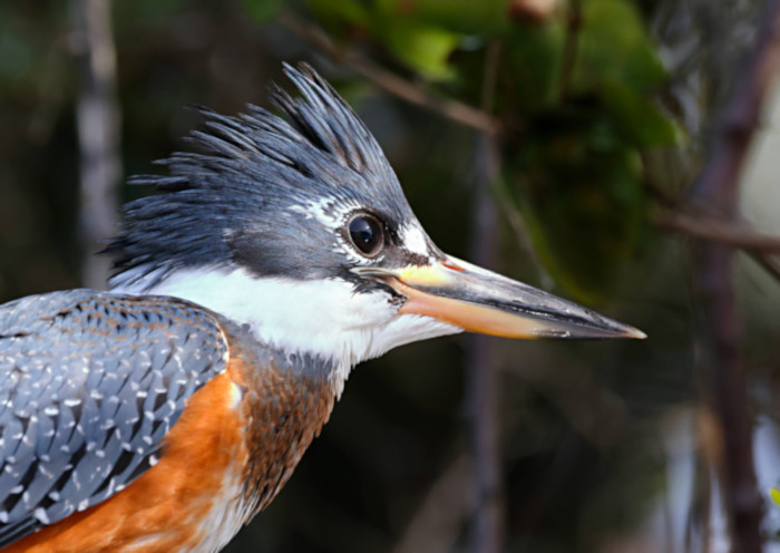 Ringed Kingfisher_Ceryle torquata_5384