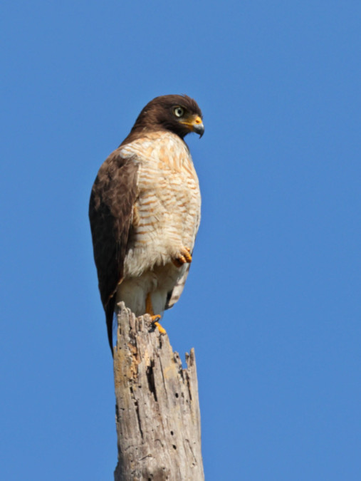 Roadside Hawk_Rupornis magnirostris_5947