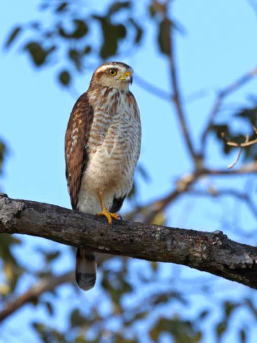 Roadside Hawk_Rupornis magnirostris_6588