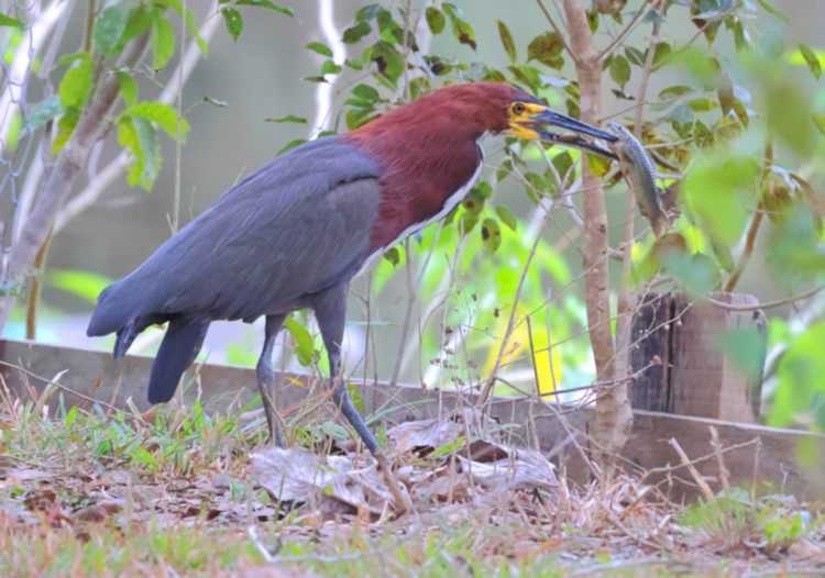 Rufescent Tiger Heron_Tigrisoma lineatum_4325