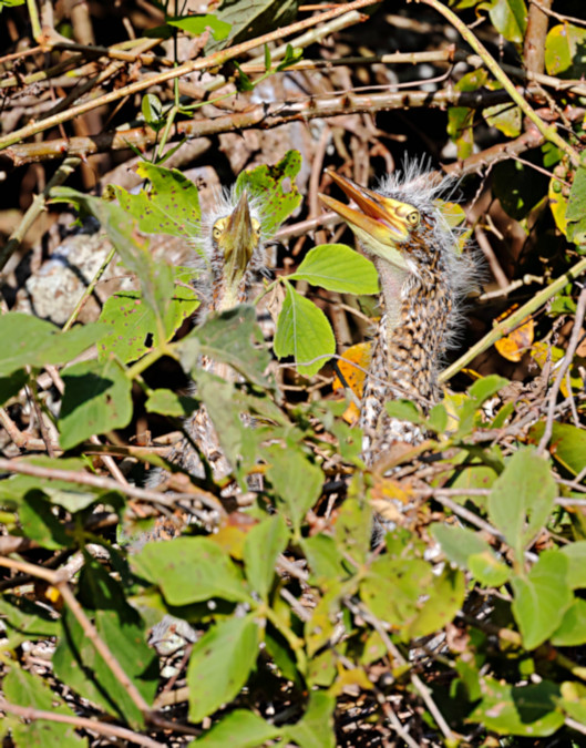 Rufescent Tiger Heron_Tigrisoma lineatum_4593