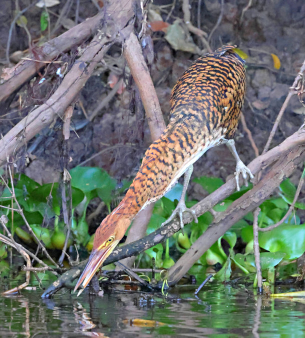 Rufescent Tiger Heron_Tigrisoma lineatum_Immature_5396