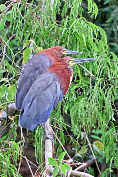 Rufescent Tiger Heron_Tigrisoma lineatum__5220