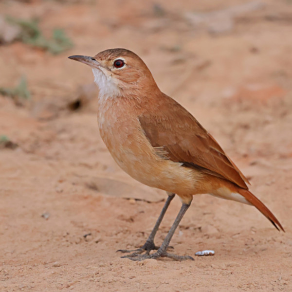 Rufous Hornero_Furnarius rufus_4292