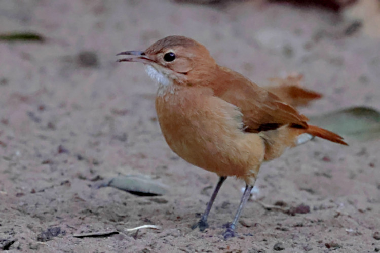 Rufous Hornero_Furnarius rufus_6374