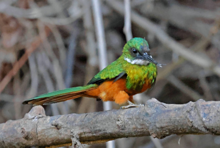 Rufous-tailed Jacamar_Galbula ruficauda_6152