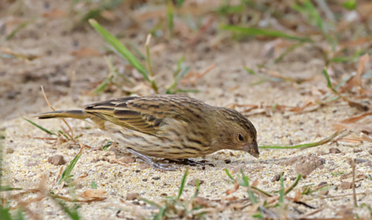 Saffron Finch_Sicalis flaveola_Female_4532