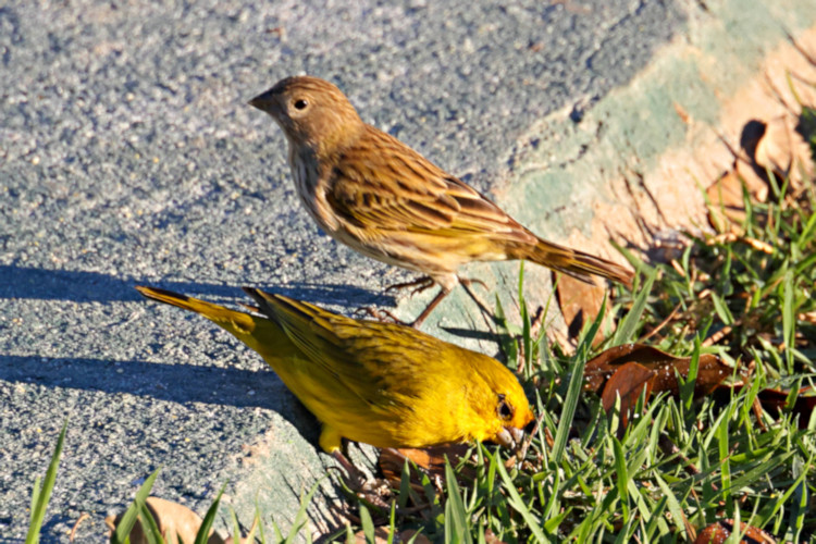 Saffron Finch_Sicalis flaveola_Male & Female_4768 - Copy