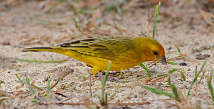 Saffron Finch_Sicalis flaveola_Male_4530