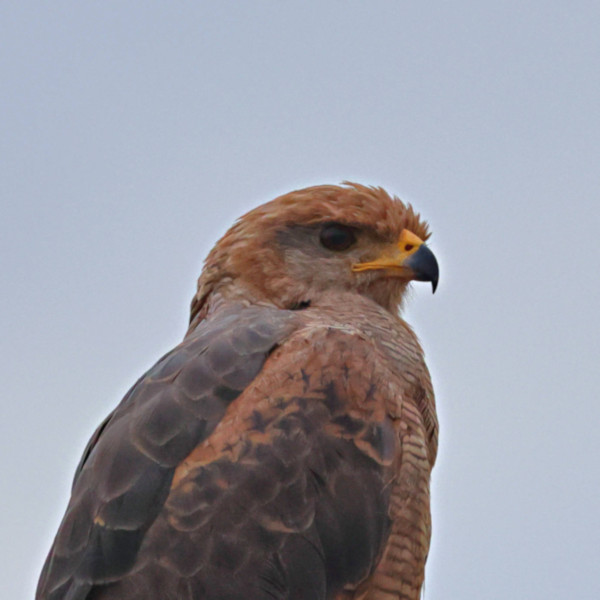 Savanna Hawk_Buteogallus meridionalis_4284