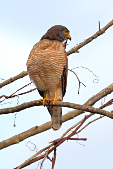 Savanna Hawk_Buteogallus meridionalis_4357