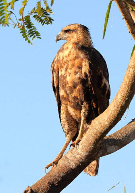 Savanna Hawk_Buteogallus meridionalis_Juvenile_6183