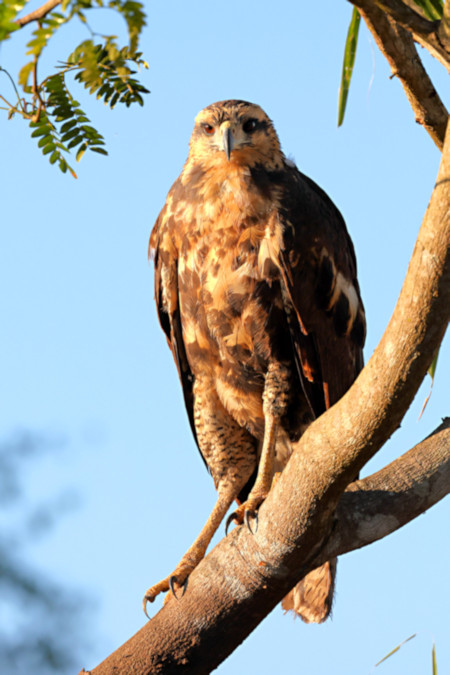 Savanna Hawk_Buteogallus meridionalis_juvenile_6181