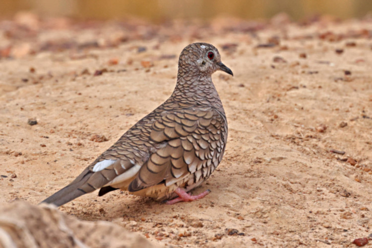 Scaled Dove_Columbina squammata_4499