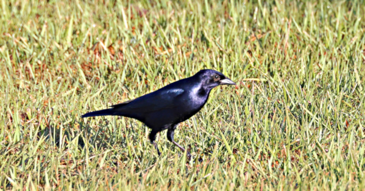 Shiny Cowbird_Molothrus bonariensis_4780