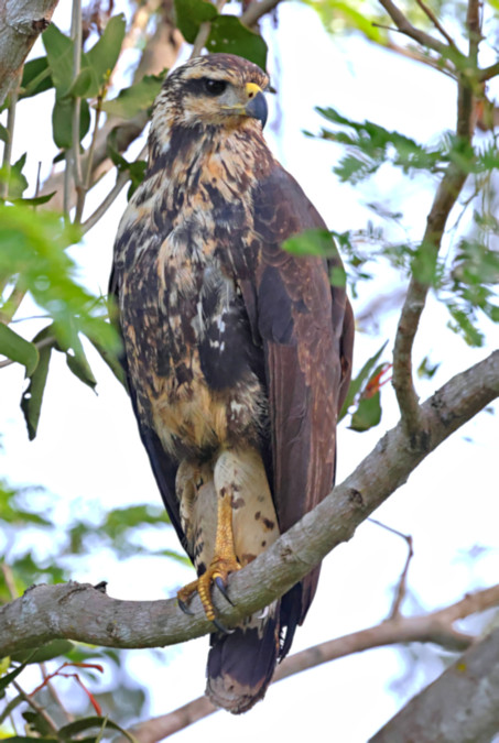 Snail Kite_Rostrhamus sociabilis_Juvenile_5444