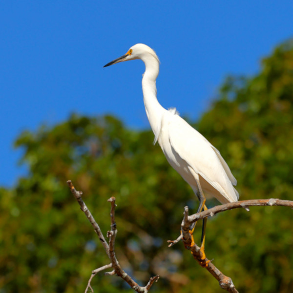 Snowy Egret_Egretta thula_4851