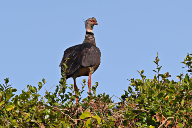 Southern Screamer_Chauna torquata_5364