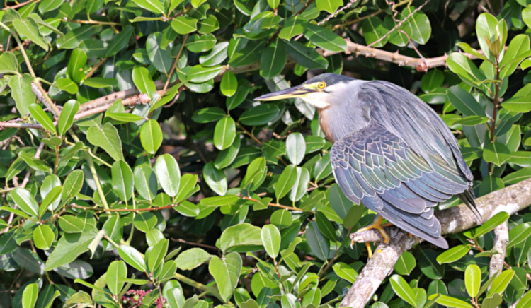 Striated Heron_Butorides striata_4560