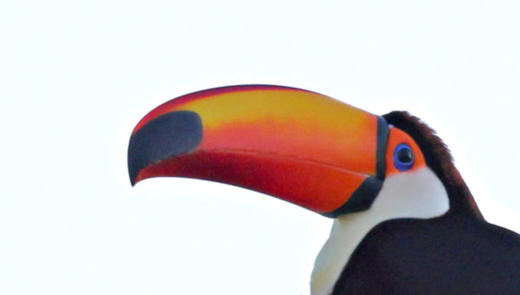 Toko Toucan_Ramphastos toco_6508