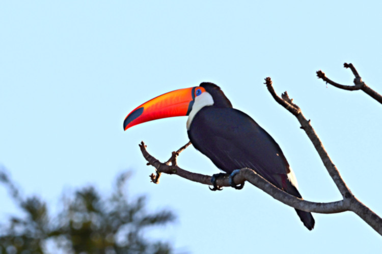 Toko Toucan_Ramphastos toco_6513