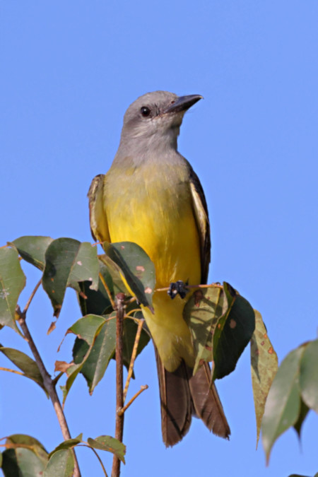 Tropical Kingbird_Tyrannus melancholicus_4646