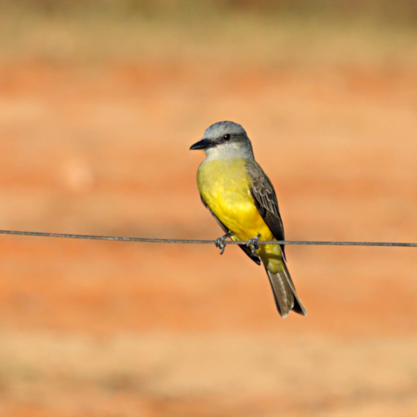 Tropical Kingbird_Tyrannus melancholicus_4782