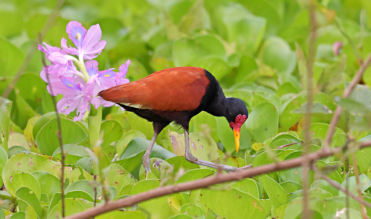 Wattled Jacana_Jacana jacana_4483