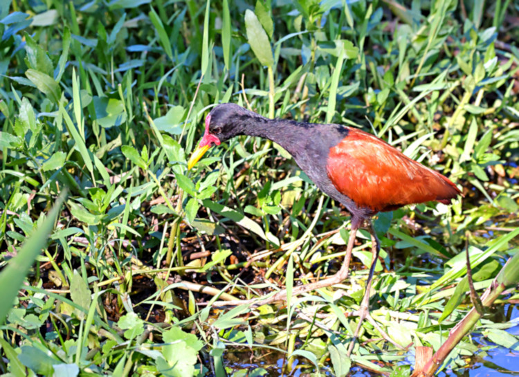 Wattled Jacana_Jacana jacana_4826