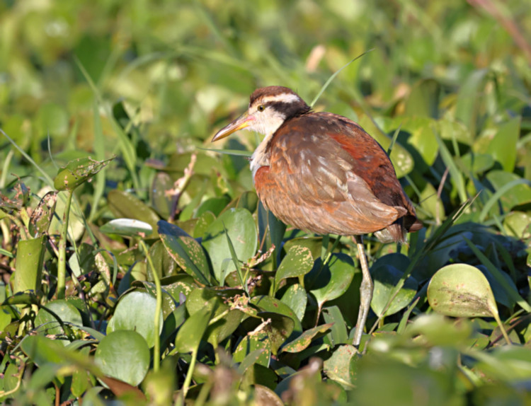 Wattled Jacana_Jacana jacana_Fledgling_6143