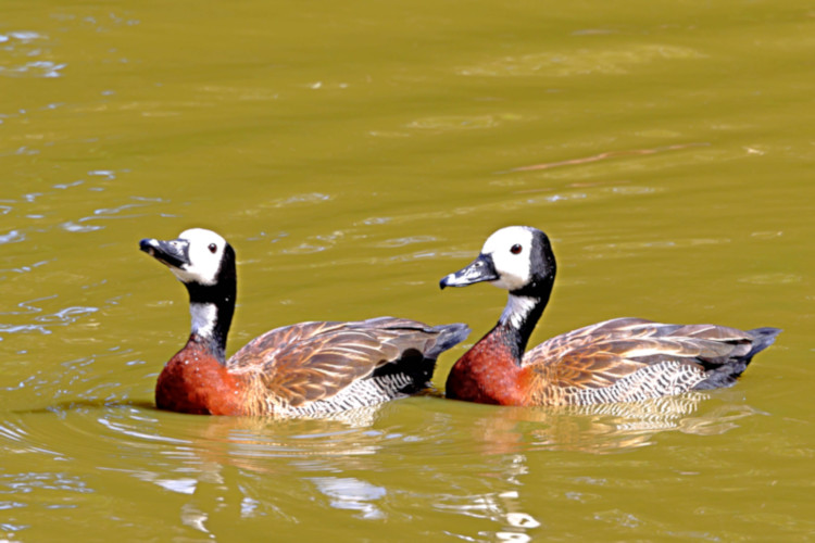 White-faced Whistling Duck_Dendrocygna viduata_6797