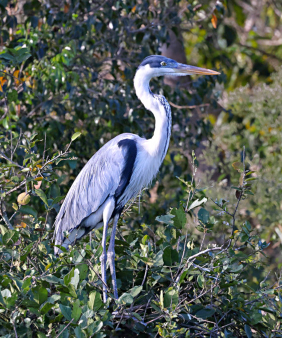 White-necked Heron_Ardea cocoi_4601