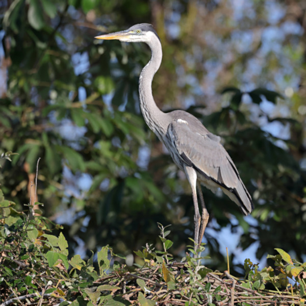 White-necked Heron_Ardea cocoi_5617