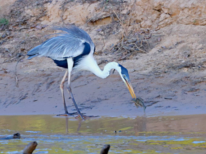 White-necked Heron_Ardea cocoi_with fish_6210