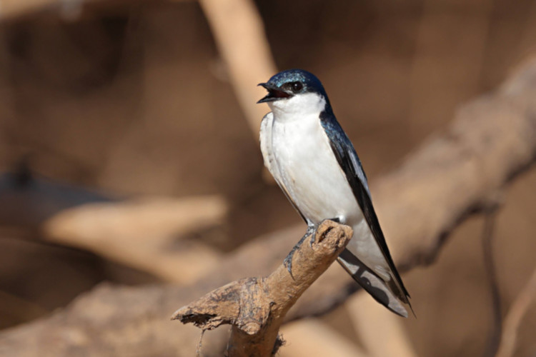 White-winged Swallow_Tachycineta albiventer_6047